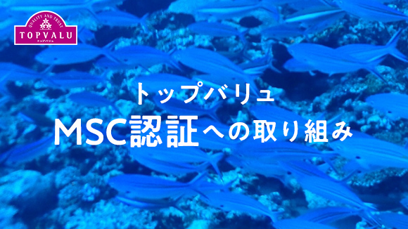 トップバリュMSC認証への取り組み 次世代のために海を守る。トップバリュは天然の海洋資源を守りながら水産物の供給維持に取り組んでいます。