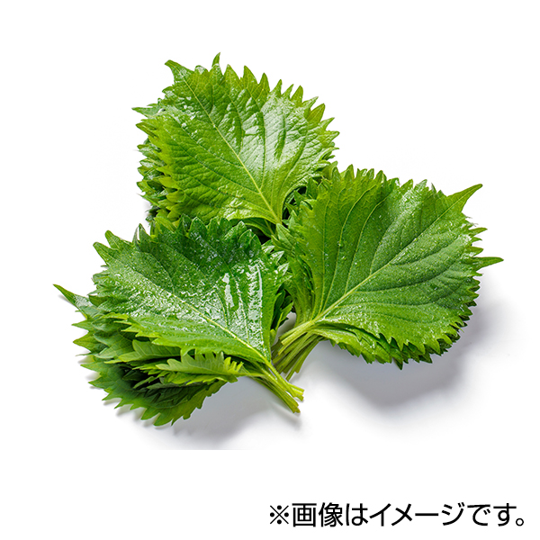 大葉 商品画像 (メイン)