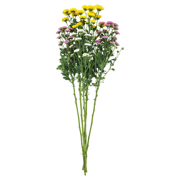 ベトナム産スプレーマムミックス 商品画像 (2)