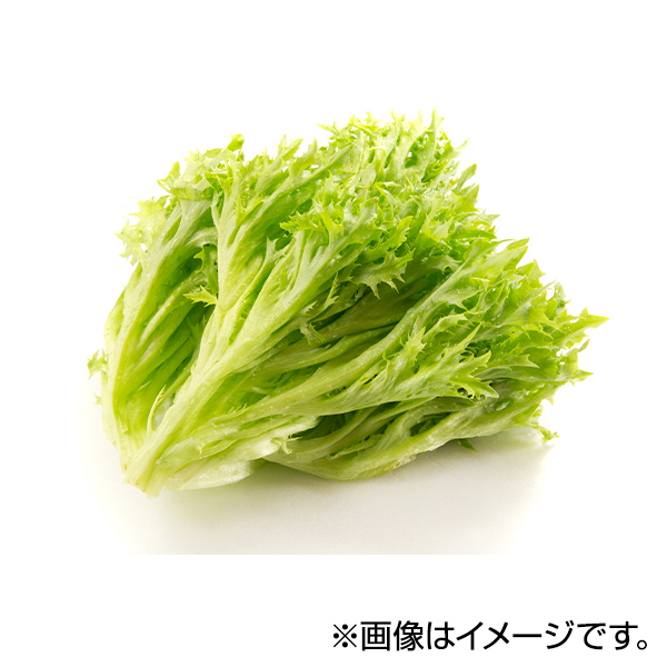 フリルレタス 商品画像 (メイン)