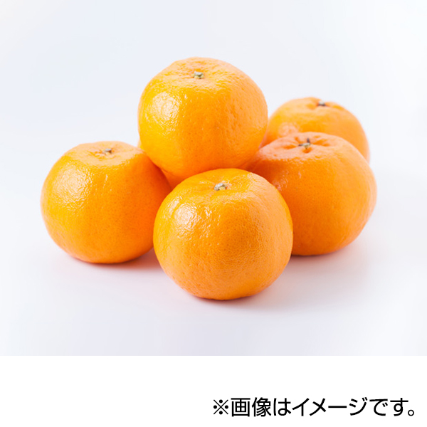 ポンカン 商品画像 (メイン)