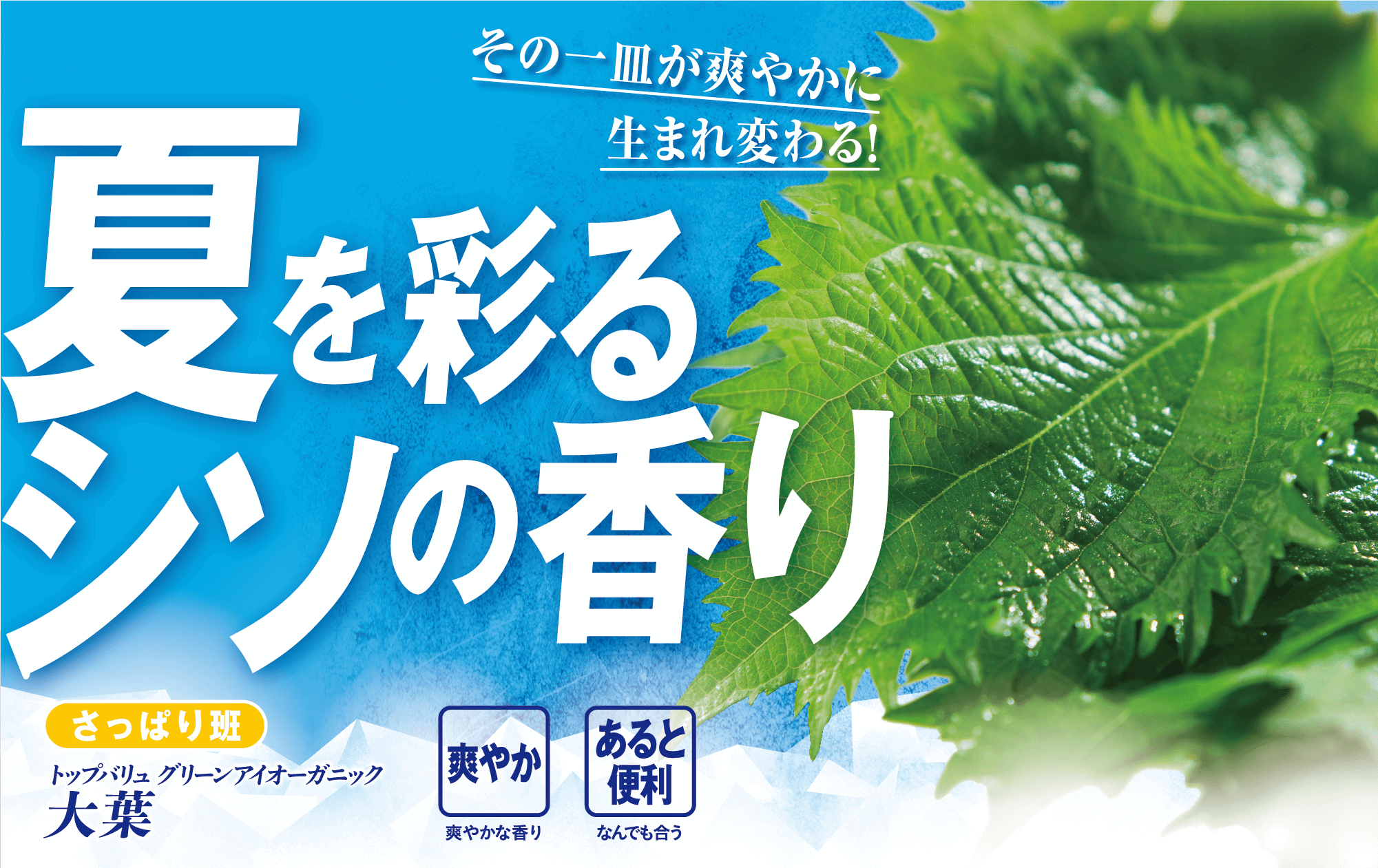 その一皿が爽やかに生まれ変わる! 夏を彩るシソの香り さっぱり班 トップバリュグリーンアイオーガニック 大葉 爽やか:爽やかな香り あると便利:なんでも合う