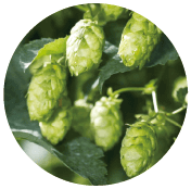 テトナンガーホップ イメージ