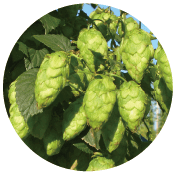 ハラタウブランホップ イメージ