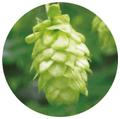 ハラタウトラディション イメージ