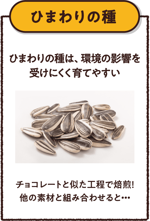 【ひまわりの種】ひまわりの種は、環境の影響を受けにくく育てやすい チョコレートと似た工程で焙煎!他の素材と組み合わせると・・・