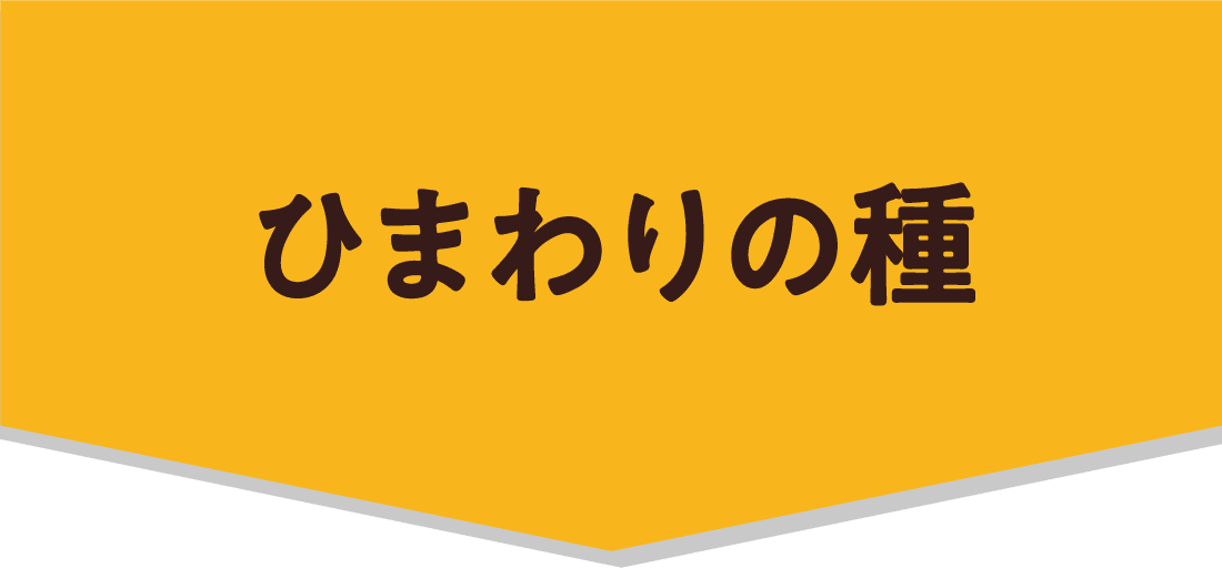 ひまわりの種