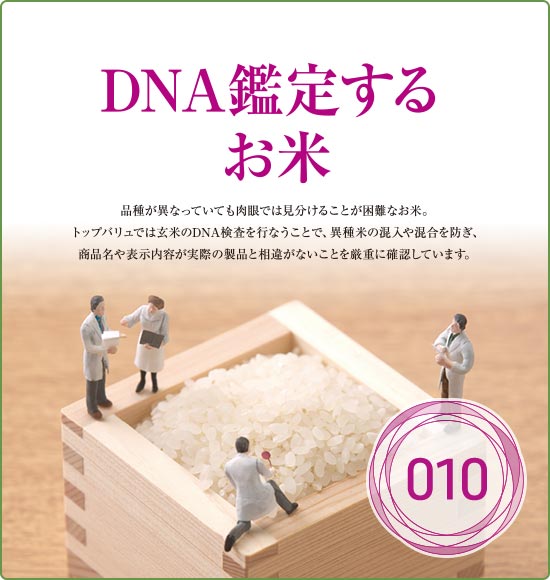 DNA鑑定するお米