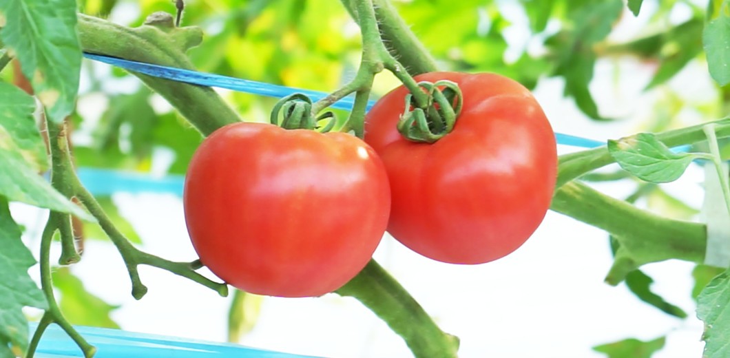 グリーンアイオーガニック 熊本県産 トマト