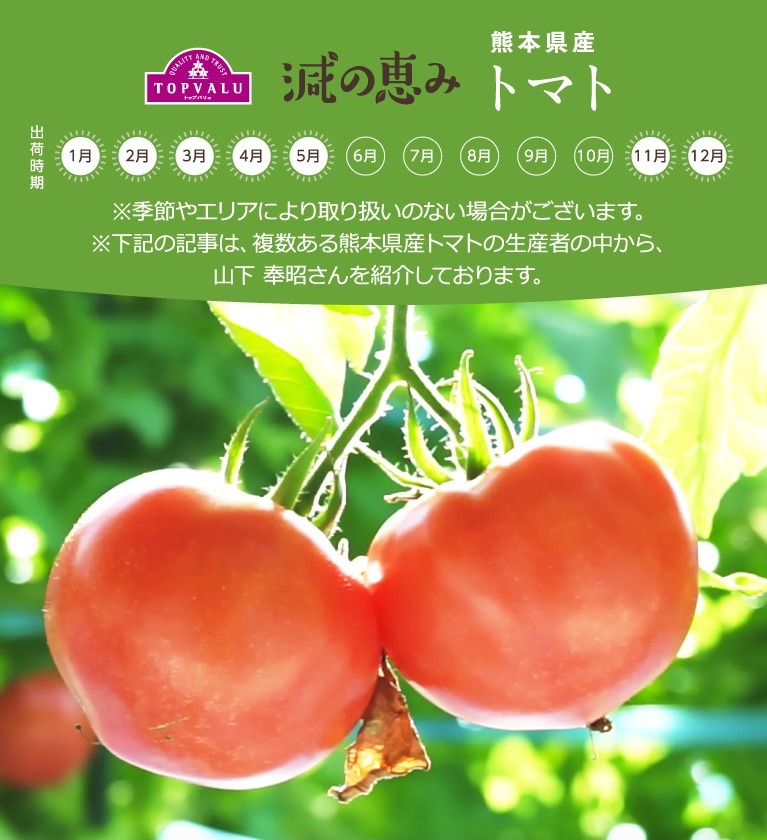 熊本県産 トマト ※季節やエリアにより取り扱いのない場合がございます。 ※下記の記事は、複数ある熊本県産トマトの生産者の中から、山下 奉昭さんを紹介しております。