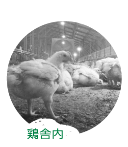 飼料には抗生物質や合成抗菌剤を一切使用せず 安全でおいしい純輝鶏 イオンのプライベートブランド Topvalu トップバリュ 飼料には抗生物質や合成抗菌剤を一切使用せず 安全でおいしい純輝鶏 イオンのプライベートブランド Topvalu トップバリュ