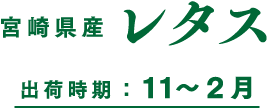 宮崎県産 レタス 出荷時期 ： １１〜２月