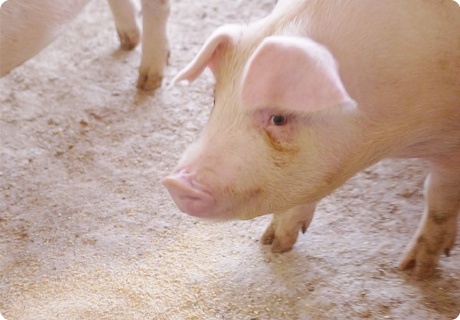 もちろん味にもこだわる。生後約60日の子豚期からは、とうもろこしなどに国産飼料用米（玄米）を配合した飼料を給餌。お米を配合した飼料で育った豚肉の脂は、甘みと旨みが増すとされており、なめらかな食感とクセのない香りが特長のおいしい豚肉ができるのだ。