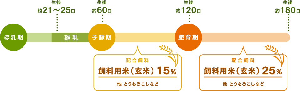 子豚期　飼料用米（玄米） 15% 　肥育期 飼料用米（玄米） 25%