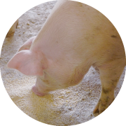 一口に「安全・安心」といってもレベルはいろいろある。ことナチュラルポークに関していうと、「徹底してこだわる」といえるだろう。まずエサにこだわる。豚の体を作るのはほかでもないエサだ。一般的に主なエサであるとうもろこしや大豆は輸入に頼っているが、そのほとんどが遺伝子組換え作物（GMO）といわれる。世界的にGMOの作付面積は増加の一途をたどり、GMOでない飼料の入手は年々難しくなり、正直コストも高い。しかし、遺伝子組換えのものと分別し、意図しない混入を3％未満にする管理を行うなど、たとえ見えないところであっても、手間とコストをかけて安全・安心にこだわる。それがナチュラルポークの基本スタンスだ。