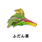 ふだん草