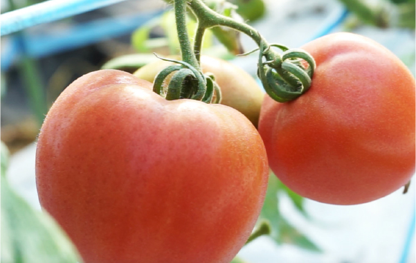 赤い色が栄養を物語るトマト・ミニトマト