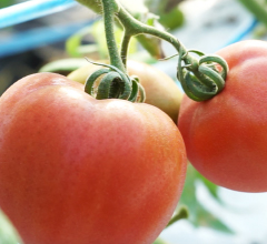 赤い色が栄養を物語るトマト・ミニトマト