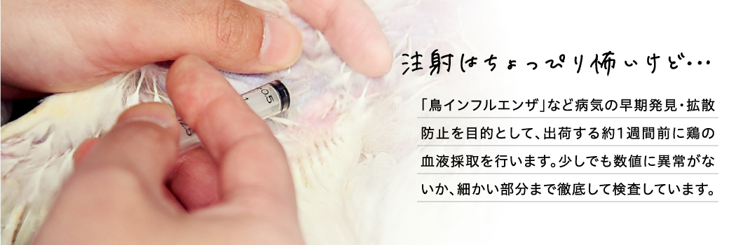 注射はちょっぴり怖いけど…
「鳥インフルエンザ」など病気の早期発見・拡散防止を目的として、出荷する約1週間前に鶏の血液採取を行います。少しでも数値に異常がないか、細かい部分まで徹底して検査しています。