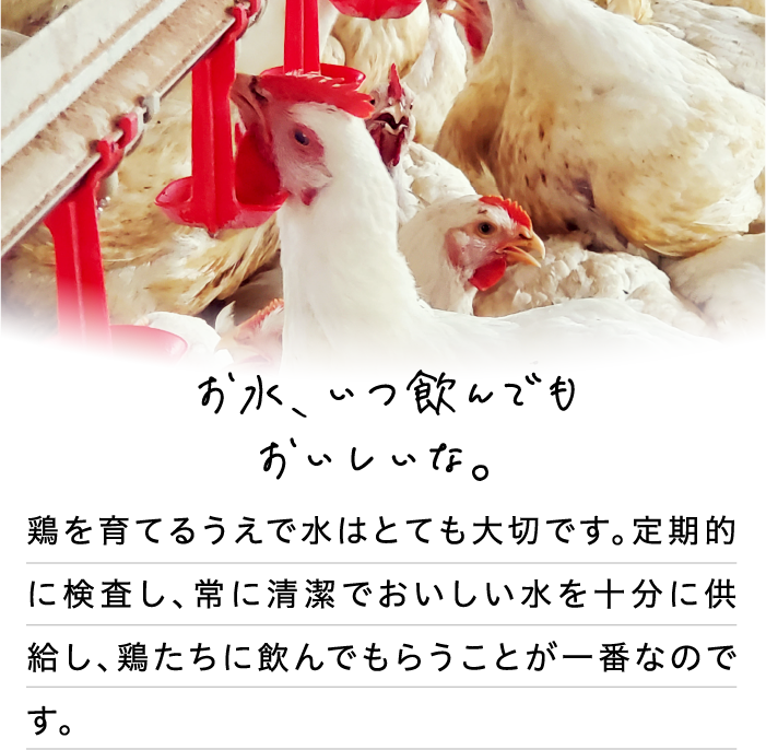 お水、いつ飲んでもおいしいな。
                                鶏を育てるうえで水はとても大切です。定期的に検査し、常に清潔でおいしい水を十分に供給し、鶏たちに飲んでもらうことが一番なのです。