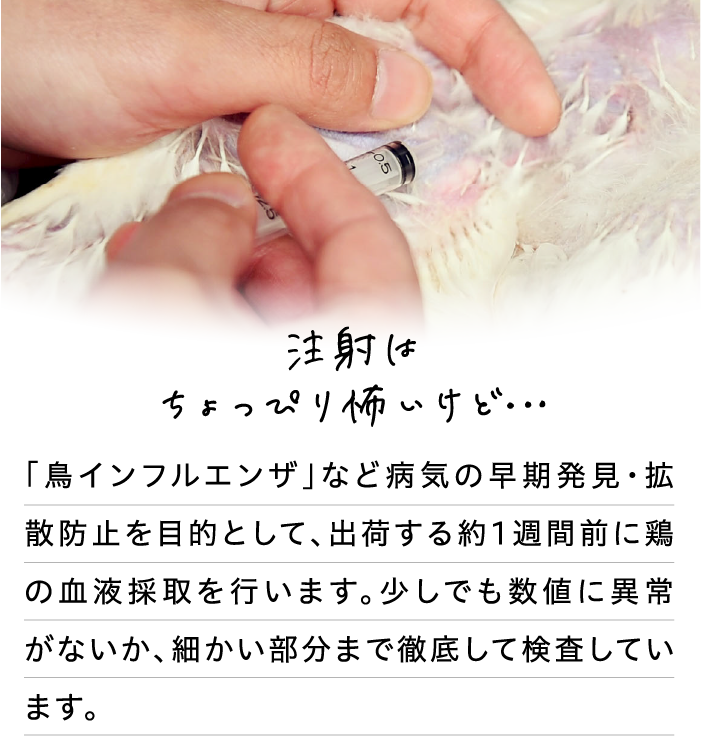 注射はちょっぴり怖いけど…
                                「鳥インフルエンザ」など病気の早期発見・拡散防止を目的として、出荷する約1週間前に鶏の血液採取を行います。少しでも数値に異常がないか、細かい部分まで徹底して検査しています。