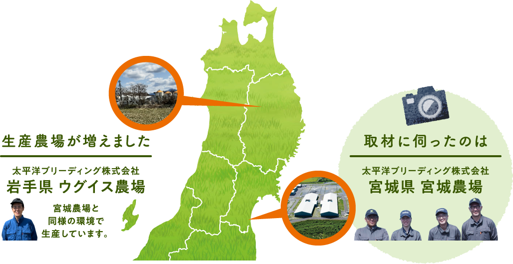 取材に伺ったのは太平洋ブリーディング株式会社宮城県 宮城農場。 生産農場が増えました。 太平洋ブリーディング株式会社岩手県 ウグイス農場　宮城農場と同様の環境で生産しています。