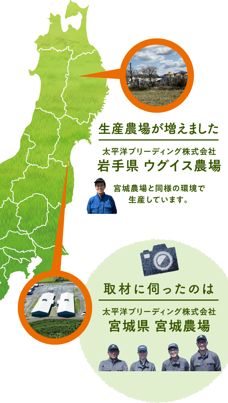 取材に伺ったのは太平洋ブリーディング株式会社宮城県 宮城農場。 生産農場が増えました。 太平洋ブリーディング株式会社岩手県 ウグイス農場　宮城農場と同様の環境で生産しています。