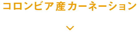 コロンビア産カーネーション