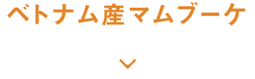 ベトナム産マムブーケ
