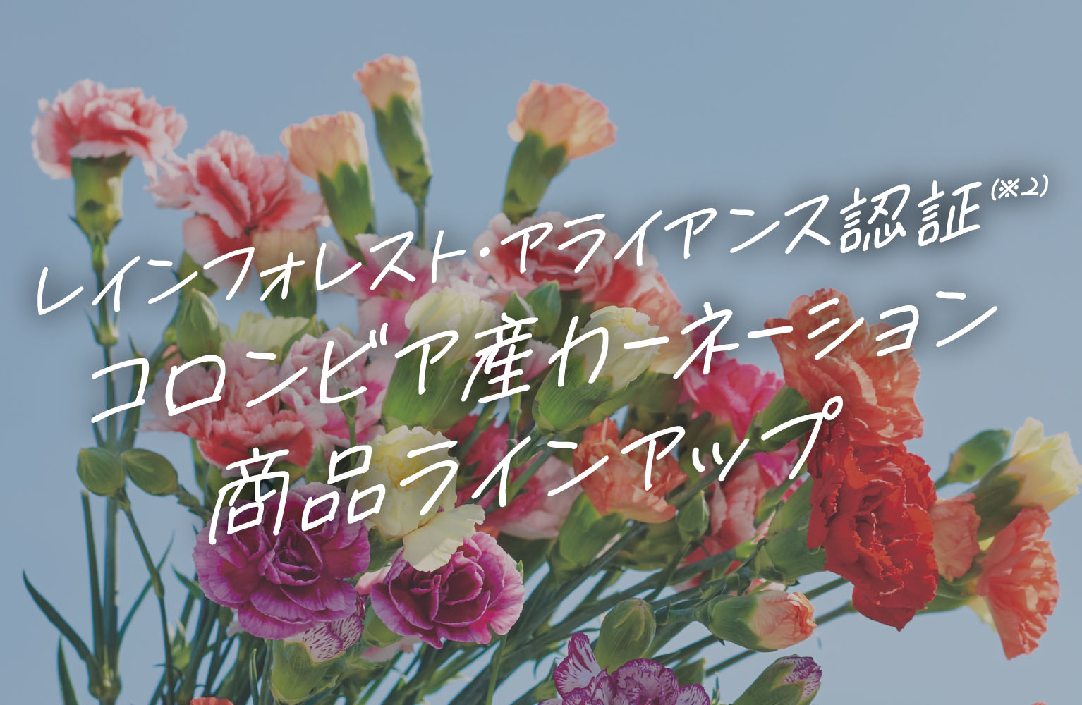 レインフォレスト・アライアンス認証（※2）コロンビア産カーネーション商品ラインアップ