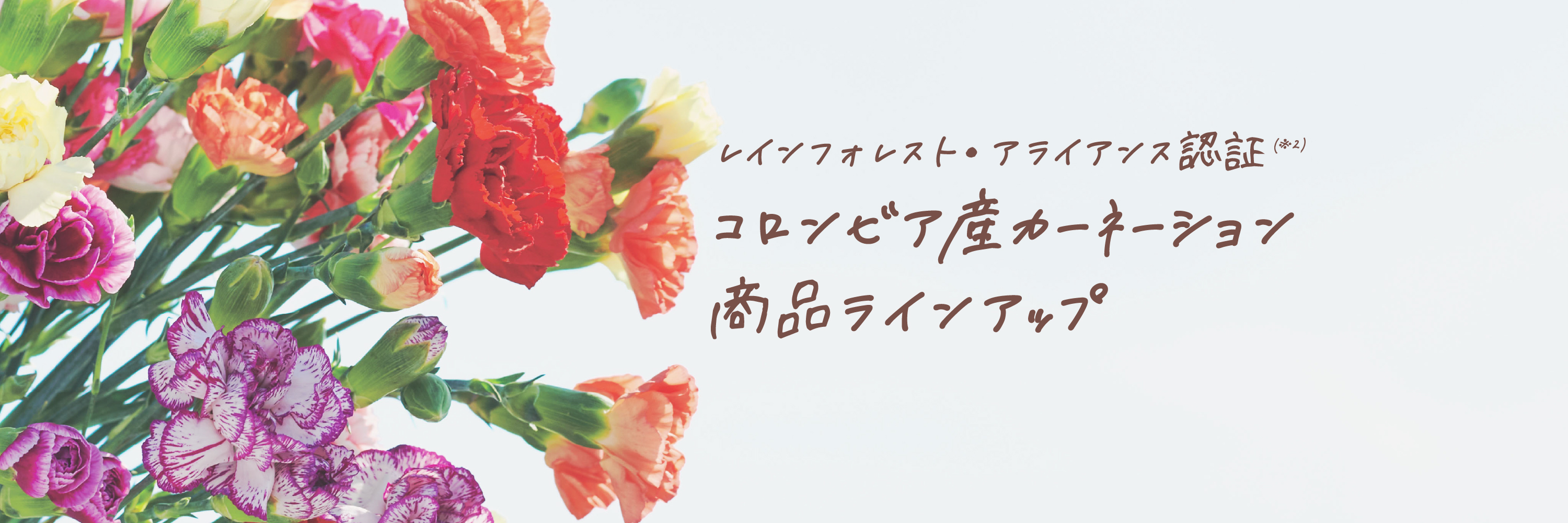レインフォレスト・アライアンス認証（※2）コロンビア産カーネーション商品ラインアップ