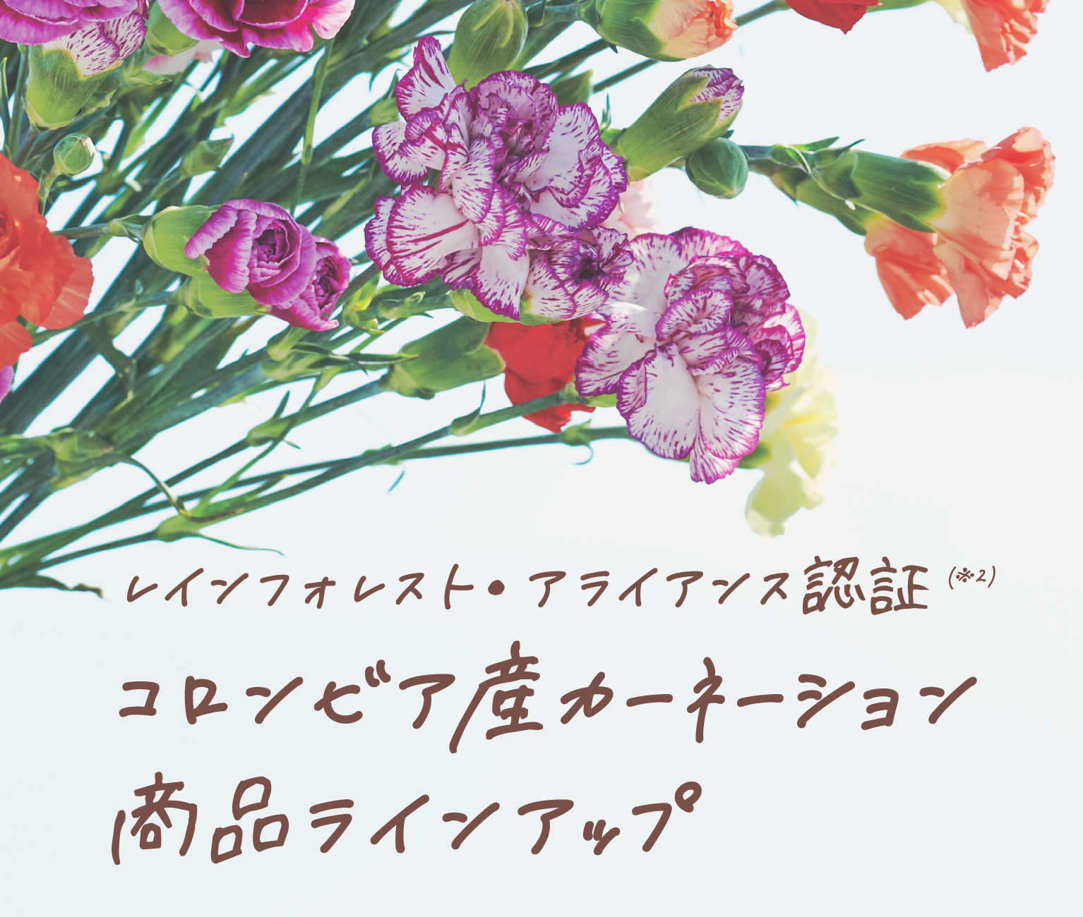 レインフォレスト・アライアンス認証（※2）コロンビア産カーネーション商品ラインアップ