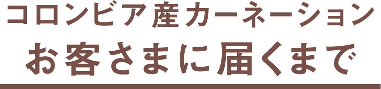 コロンビア産カーネーションお客さまに届くまで