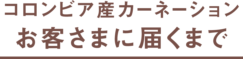 コロンビア産カーネーションお客さまに届くまで