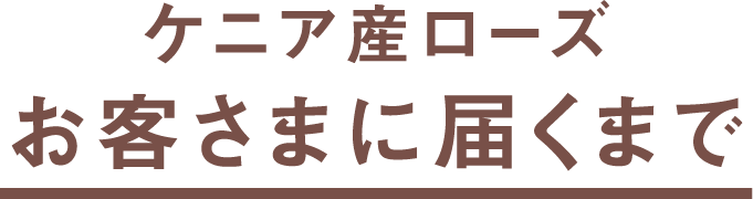 ケニア産ローズお客さまに届くまで