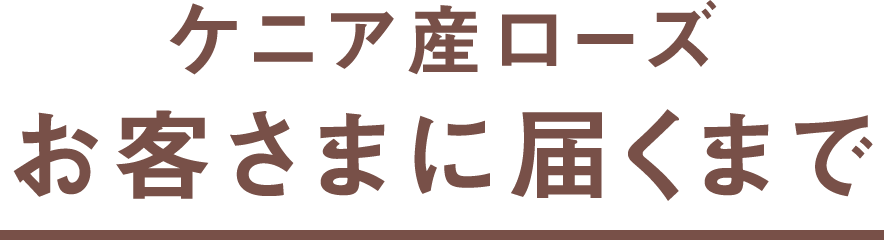 ケニア産ローズお客さまに届くまで