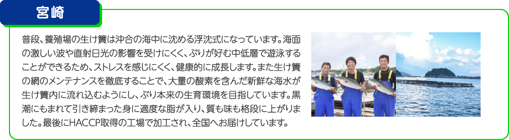 宮崎 普段、養殖場の生け簀は沖合の海中に沈める浮沈式になっています。海面の激しい波や直射日光の影響を受けにくく、ぶりが好む中低層で遊泳することができるため、ストレスを感じにくく、健康的に成長します。また生け簀の網のメンテナンスを徹底することで、大量の酸素を含んだ新鮮な海水が生け簀内に流れ込むようにし、ぶり本来の生育環境を目指しています。黒潮にもまれて引き締まった身に適度な脂が入り、質も味も格段に上がりました。最後にHACCP取得の工場で加工され、全国へお届けしています。
