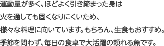 運動量が多く、ほどよく引き締まった身は火を通しても固くなりにくいため、様々な料理に向いています。もちろん、生食もおすすめ。季節を問わず、毎日の食卓で大活躍の頼れる魚です。
