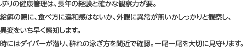 ぶりの健康管理は、長年の経験と確かな観察力が要。給餌の際に、食べ方に違和感はないか、外観に異常が無いかしっかりと観察し、異変をいち早く察知します。時にはダイバーが潜り、群れの泳ぎ方を間近で確認。一尾一尾を大切に見守ります。