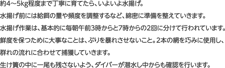 約4～5kg程度まで丁寧に育てたら、いよいよ水揚げ。水揚げ前には給餌の量や頻度を調整するなど、綿密に準備を整えていきます。水揚げ作業は、基本的に毎朝午前3時からと7時からの2回に分けて行われています。鮮度を保つために大事なことは、ぶりを暴れさせないこと。2本の網を巧みに使用し、群れの流れに合わせて捕獲していきます。生け簀の中に一尾も残さないよう、ダイバーが潜水し中からも確認を行います。