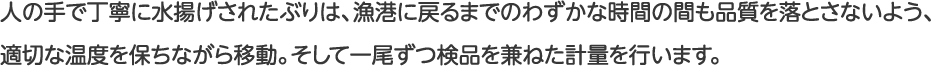 人の手で丁寧に水揚げされたぶりは、漁港に戻るまでのわずかな時間の間も品質を落とさないよう、適切な温度を保ちながら移動。そして一尾ずつ検品を兼ねた計量を行います。