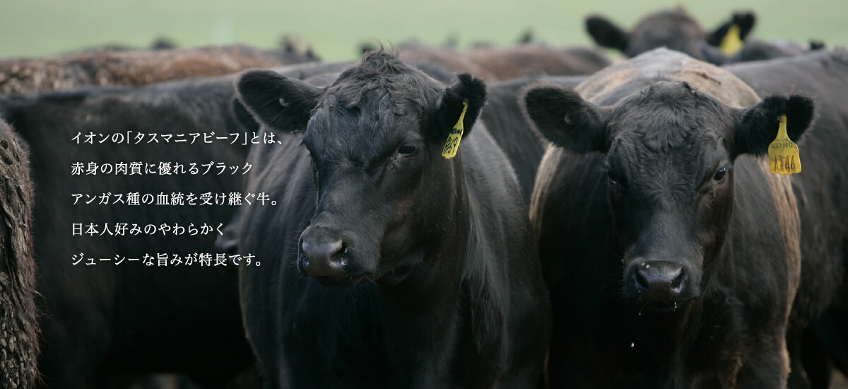 イオンの「タスマニアビーフ」とは、赤身の肉質に優れるブラックアンガス種の血統を受け継ぐ牛。日本人好みのやわらかくジューシーな旨みが特長です。
