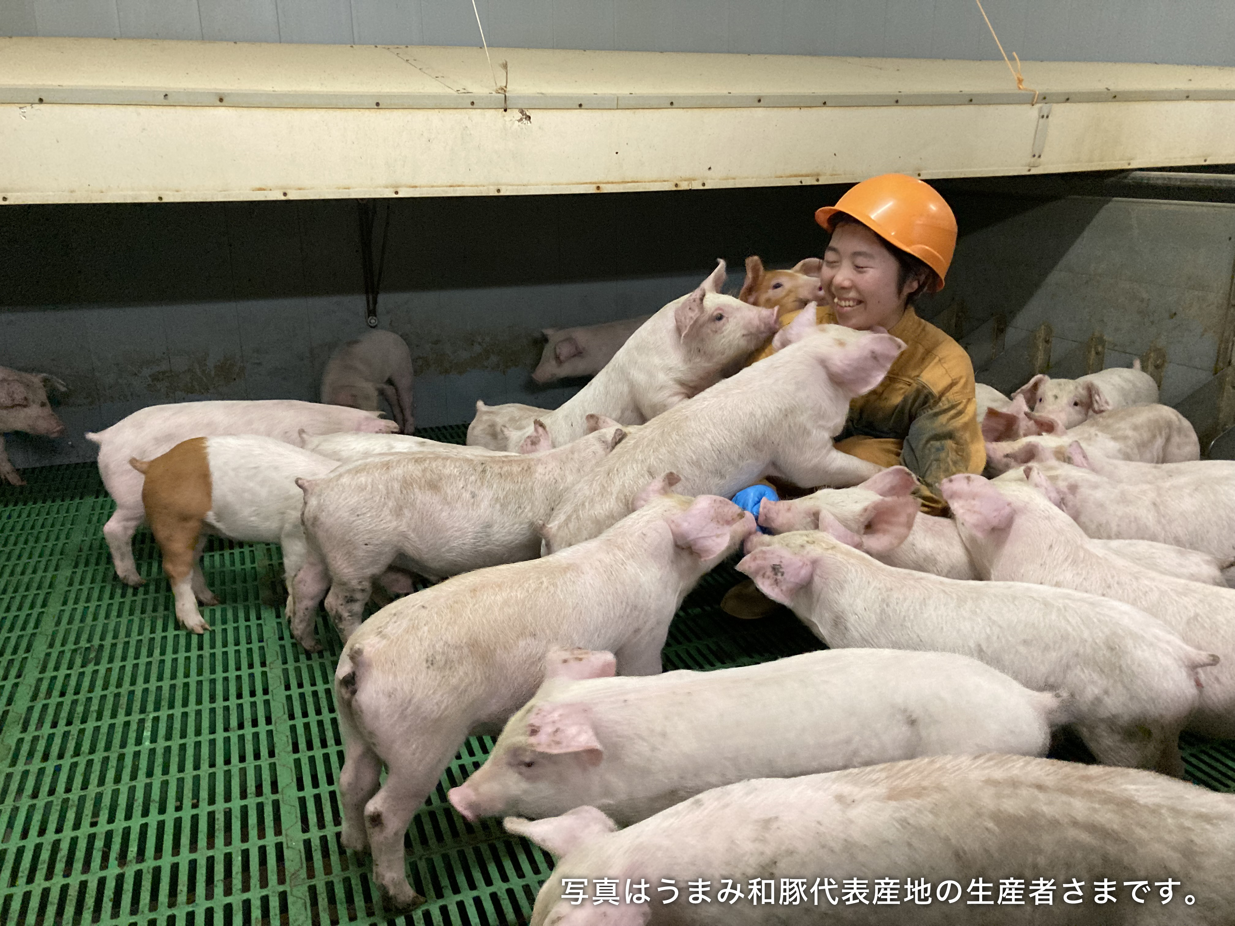 写真はうまみ和豚代表産地の生産者さまです。