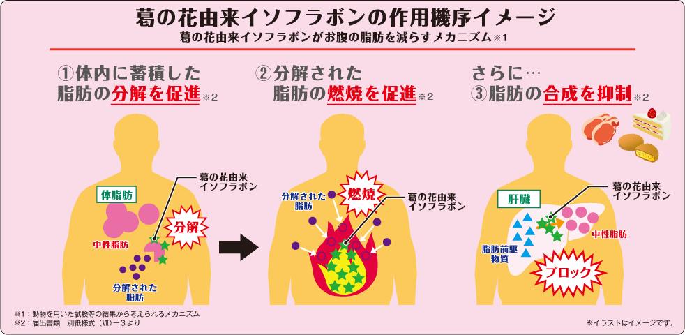 葛の花由来イソフラボンの作用機序イメージ
