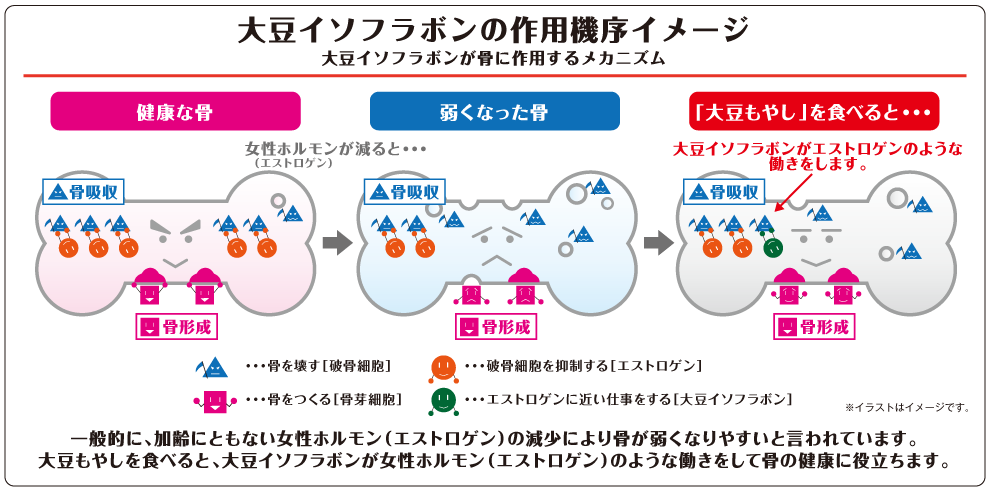 大豆イソフラボンの作用機序イメージ