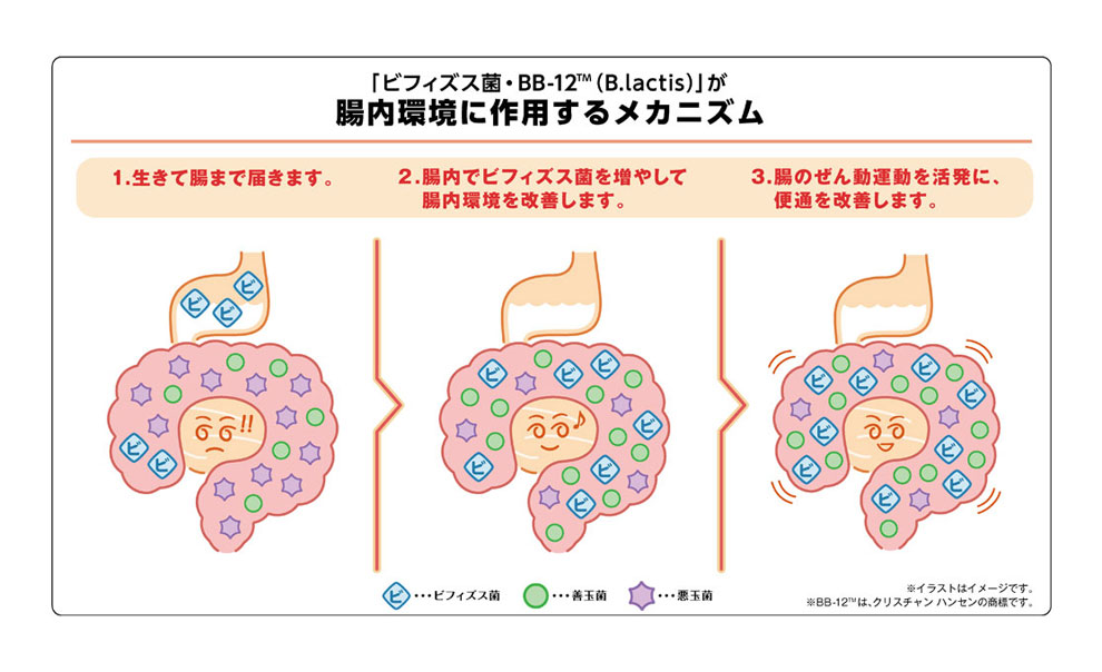 ビフィズス菌BB-12(B.lactis)が腸内環境に作用するメカニズム