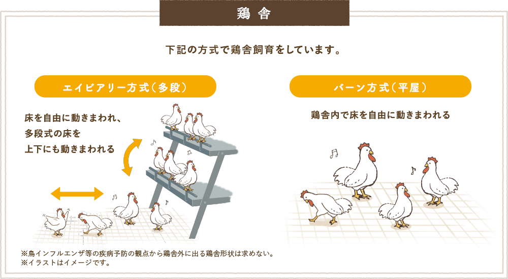 鶏舎 - 下記の方式で鶏舎飼育をしています。エイビアリー方式(多段)床を自由に動きまわれ、多段式の床を上下にも動きまわれる バーン方式(平屋)鶏舎内で床を自由に動きまわれる
