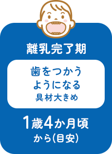 離乳完了期 歯をつかうようになる具材大きめ 1歳4か月頃から(目安) 