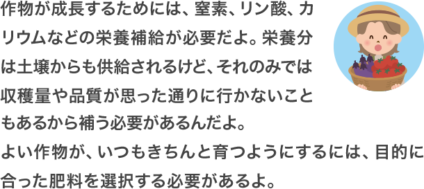 作物が成長するためには、窒素、リン酸、カリウムなどの栄養補給が必要だよ。栄養分は土壌からも供給されるけど、それのみでは収穫量や品質が思った通りに行かないこともあるから補う必要があるんだよ。よい作物が、いつもきちんと育つようにするには、目的に合った肥料を選択する必要があるよ。