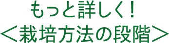 もっと詳しく！＜栽培方法の段階＞